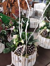 Holzschale bepflanzt mit Christrose, Zapfen