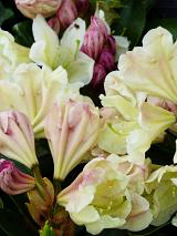 Duftrhododendron