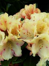 Rhododendron Goldbukett