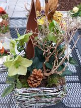 bepflanzte Korbschale mit Christrose zum Totensonntag