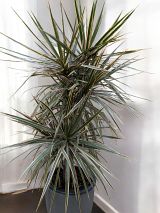 Dracaena