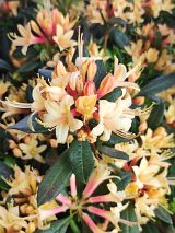 Neuheit Azalee Parfumollis