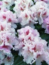 Rhododendron Le Progr&egrave;s