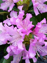 Rhododendron Constanze