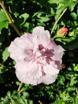 halbgef&uuml;llter Hibiskus - Pink Chiffon