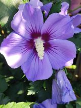 Hibiskus - Blue Chiffon