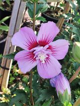 Hibiskus - Maike