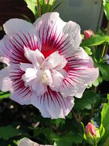 Hibiskus wei&szlig; mit rotem Auge