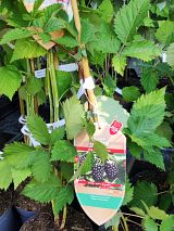 dornenlose Brombeere