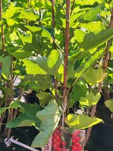 Rote Johannisbeere Rolan